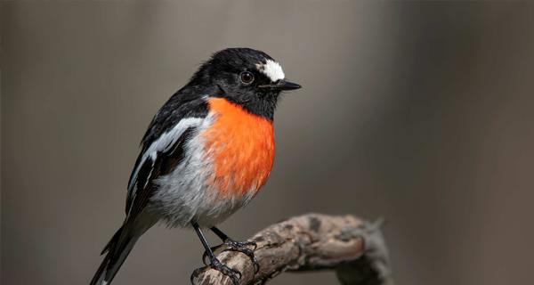 male scarlet robin