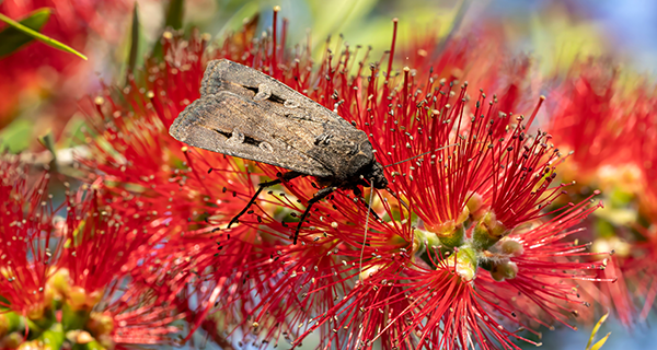a bogong moth feeding on a bottlebrush flower