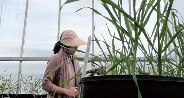 Sinthia collecting growth and phenotypic data from her wheat glasshouse experiment in Narrabri, investigating the effects of heat stress on wheat performance.