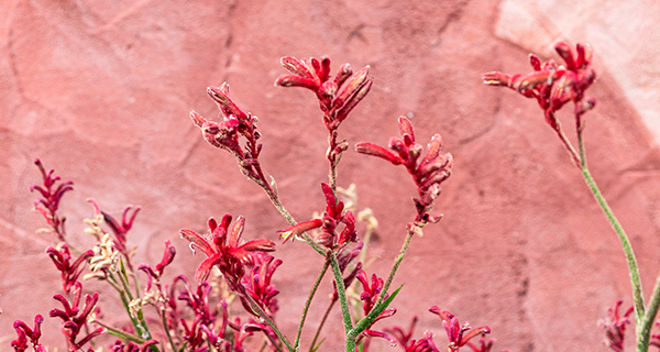 Red kangaroo paw flowers with fuzzy petals set against a textured pink wall