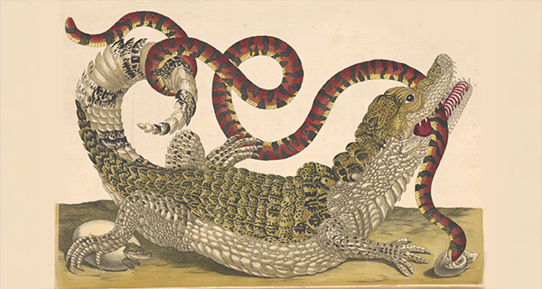 Maria Sibylla Merian, Dissertatio de generatione et metamorphosibus insectorum Surinamensium, 1719, RB Folio 6219.6