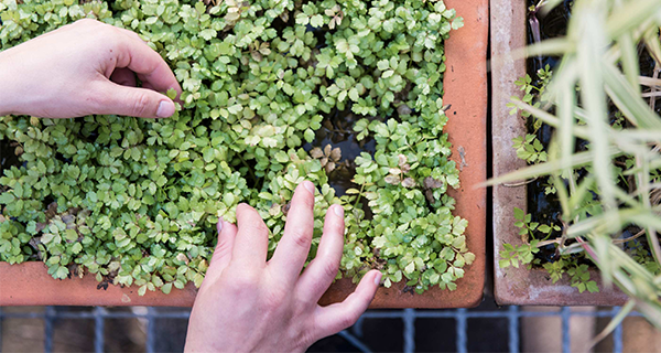 Two hands picking greenery in a pot.