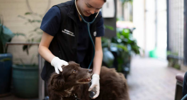 A volunteer with a stethoscope pets a dog